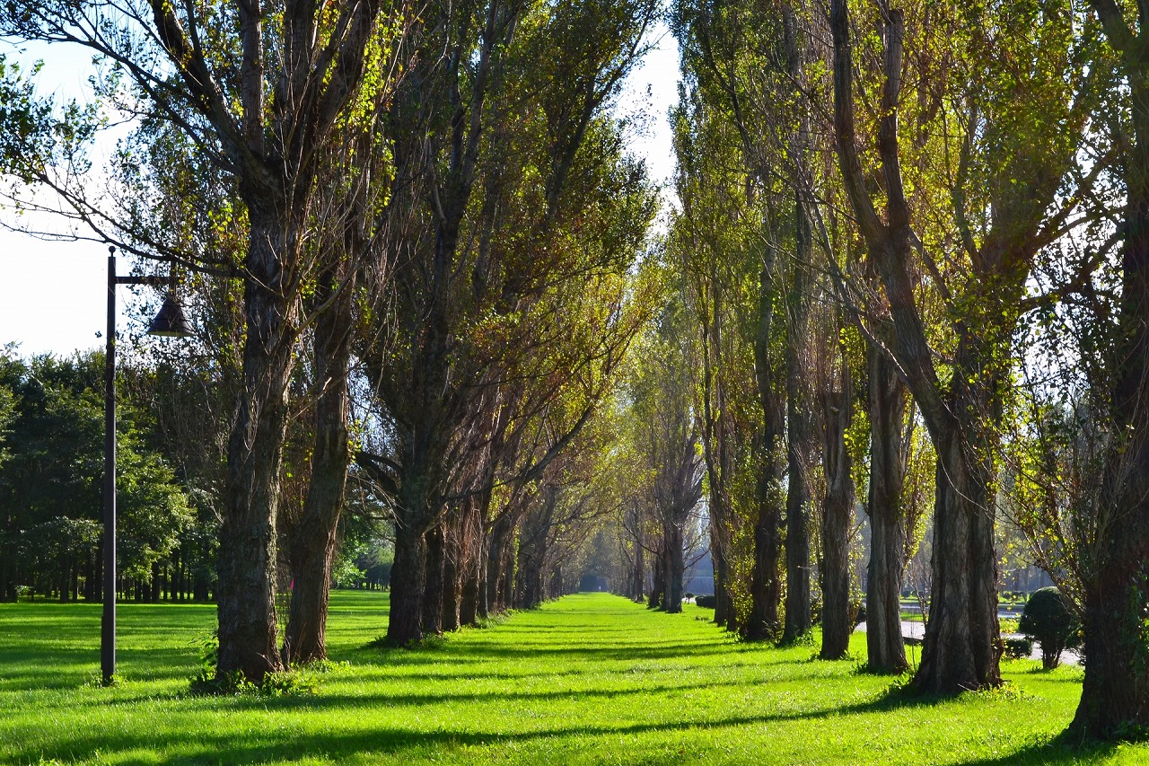 【KMEW光セラ】で大気を浄化。 ポプラの木　702本分相当！